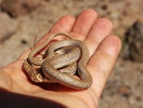 photo thumbnail #1