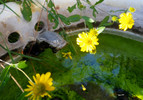 photo thumbnail #12