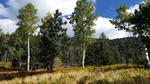photo thumbnail #14