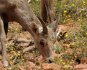 photo thumbnail #3
