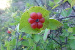 photo thumbnail #11