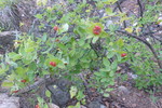photo thumbnail #12
