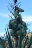 photo thumbnail #13