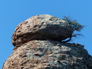 2015-09-29 :1: Sugarloaf Mountain 7310 - Chiricahua NM :: AZWanderingBear