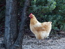 photo thumbnail #7