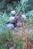 photo thumbnail #12