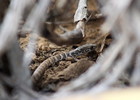 photo thumbnail #12