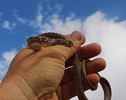 photo thumbnail #3