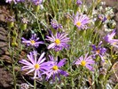 photo thumbnail #13