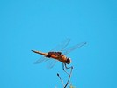 photo thumbnail #10