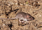 photo thumbnail #4