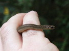 photo thumbnail #8