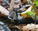photo thumbnail #7