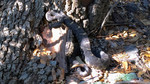 photo thumbnail #14