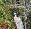 photo thumbnail #4