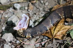 photo thumbnail #8