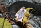 photo thumbnail #12