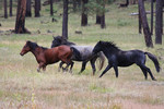 photo thumbnail #15