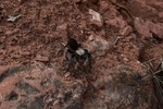 photo thumbnail #8