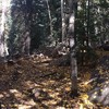 photo thumbnail #4