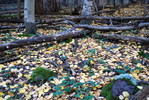 photo thumbnail #6