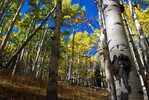 photo thumbnail #15
