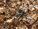 photo thumbnail #6