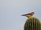 photo thumbnail #8