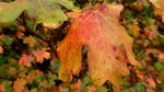 photo thumbnail #11