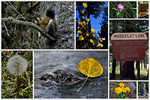 photo thumbnail #15