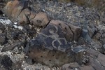 photo thumbnail #13