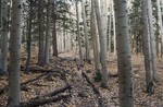 photo thumbnail #4