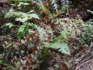 photo thumbnail #6