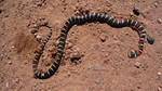 photo thumbnail #5