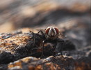 photo thumbnail #13