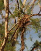 photo thumbnail #13