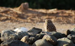 photo thumbnail #15