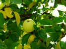 photo thumbnail #4