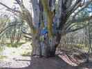photo thumbnail #4