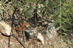 photo thumbnail #8