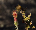 photo thumbnail #13