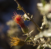 photo thumbnail #14