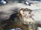photo thumbnail #8