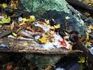 photo thumbnail #2