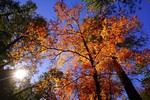 photo thumbnail #13