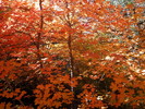 photo thumbnail #14