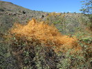 2015-11-13 :1: Tortilla - Fish Mesa :: hikerdw