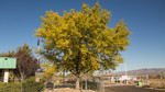 photo thumbnail #12