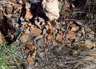 photo thumbnail #9