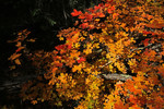 photo thumbnail #12